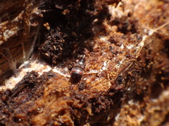 Sepedophilus cinctulus