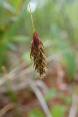 Carex magellanica