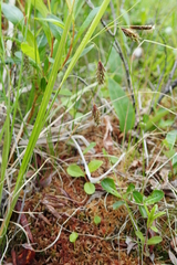 Carex magellanica