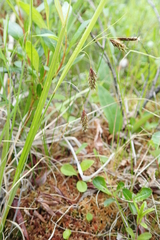 Carex magellanica