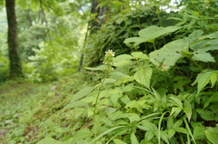 Clinopodium micranthum