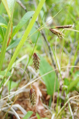 Carex magellanica