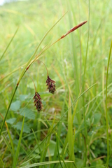 Carex magellanica