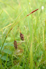 Carex magellanica