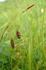 Carex magellanica