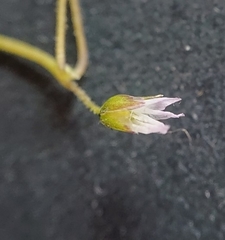 Holosteum umbellatum