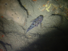 Thorogobius ephippiatus