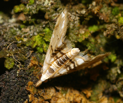 Trichophysetis cretacea