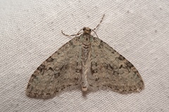 Trichopteryx carpinata