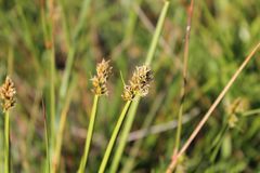 Carex otrubae