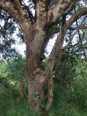 Lannea schweinfurthii