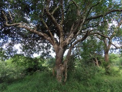 Lannea schweinfurthii