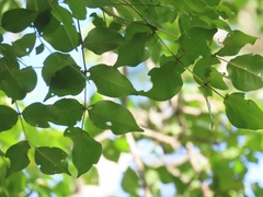 Lannea schweinfurthii