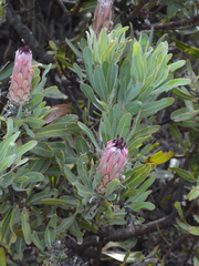 Protea burchellii × laurifolia