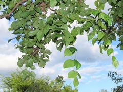 Lannea schweinfurthii