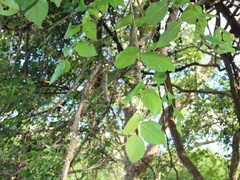 Lannea schweinfurthii