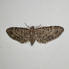 Eupithecia swettii