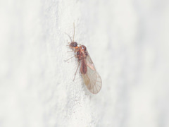 Lachesilla