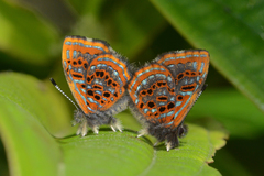 Sarota myrtea