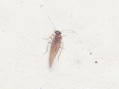Lachesilla
