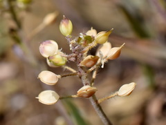 Alyssum minutum