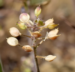 Alyssum minutum