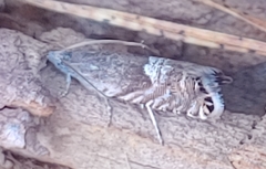 Sereda tautana