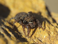 Euophrys