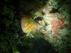 Calliostoma conulus