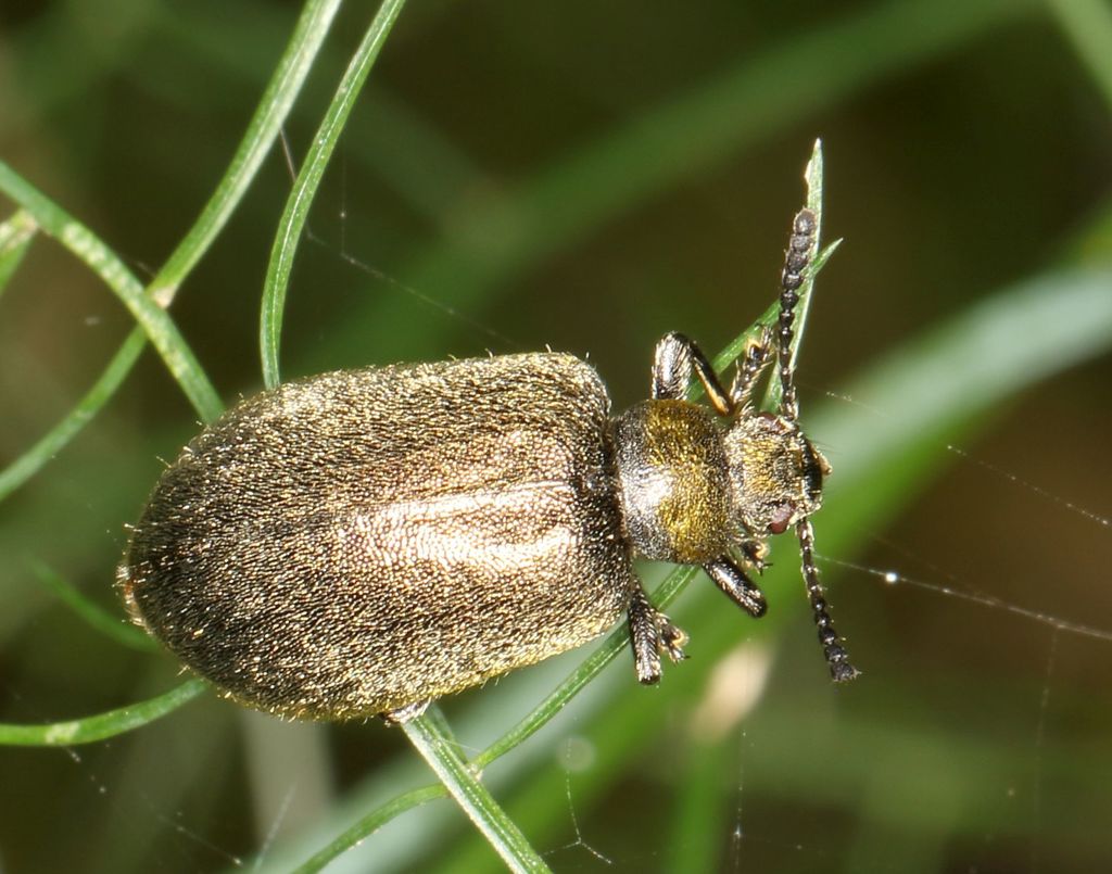 Derolagria plumbosa