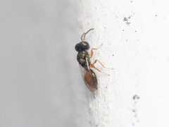 Callitula bicolor