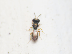 Callitula bicolor
