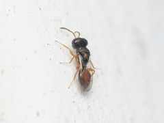 Callitula bicolor