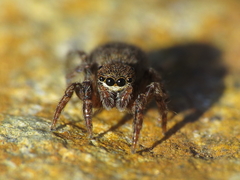 Euophrys