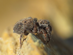 Euophrys
