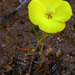 Camissonia campestris - Photo (c) Wayfinder_73,  זכויות יוצרים חלקיות (CC BY-NC-ND)