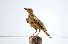 Anthus furcatus