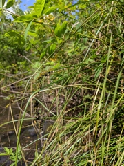 Carex decomposita