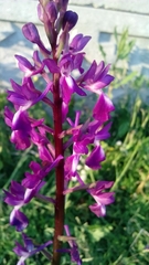 Anacamptis