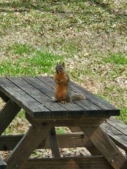 Sciurus niger