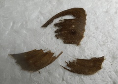 Hipparchia statilinus