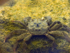 Cyrtograpsus