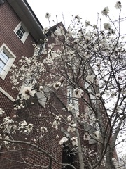 Magnolia