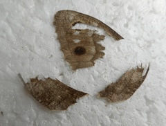 Hipparchia statilinus