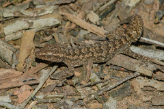 Hemidactylus brasilianus