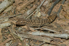 Hemidactylus brasilianus