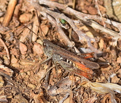 Chorthippus maritimus maritimus