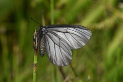 Styx infernalis