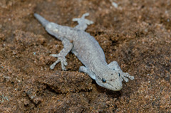 Lygodactylus klugei