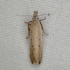 Dichomeris bipunctellus